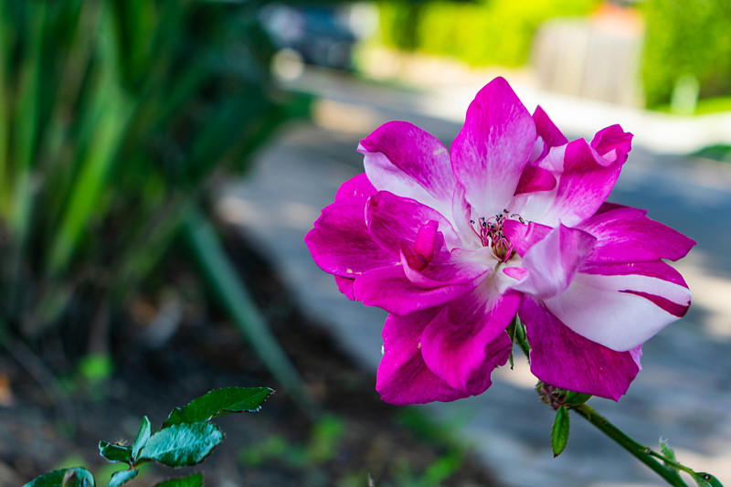 A magenta and white rose in full bloom beside a sunlit pavement