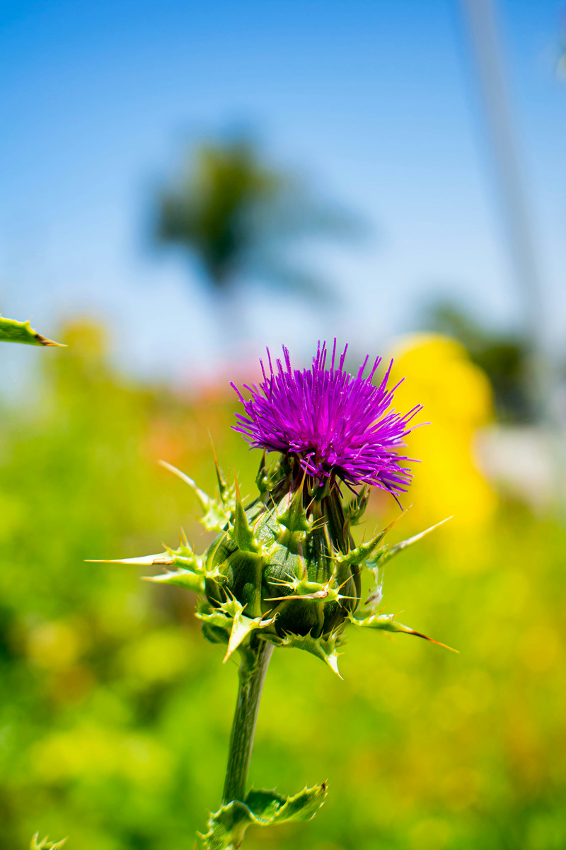 A purple thistle against a blurred yellow and green roadside