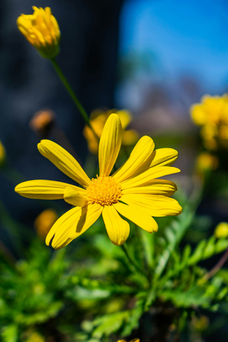 A yellow daisy in sharp focus among dark green leaves