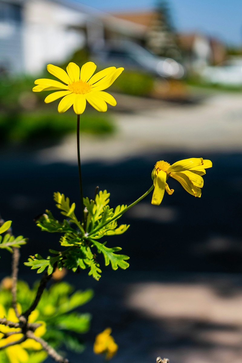 A single yellow flower rising above a shaded residential street