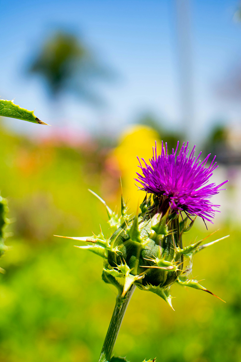 A thistle with spiked leaves in bright afternoon light