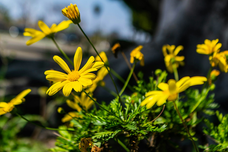 A cluster of yellow daisies growing at the roadside